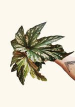 close-up detail of Angel Wing Begonia Sophia live Begonia from Divine Roots