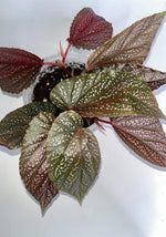 close-up detail of Angel Wing Begonia Benigo Pink Rooted Starter Plant live Begonia from Divine Roots