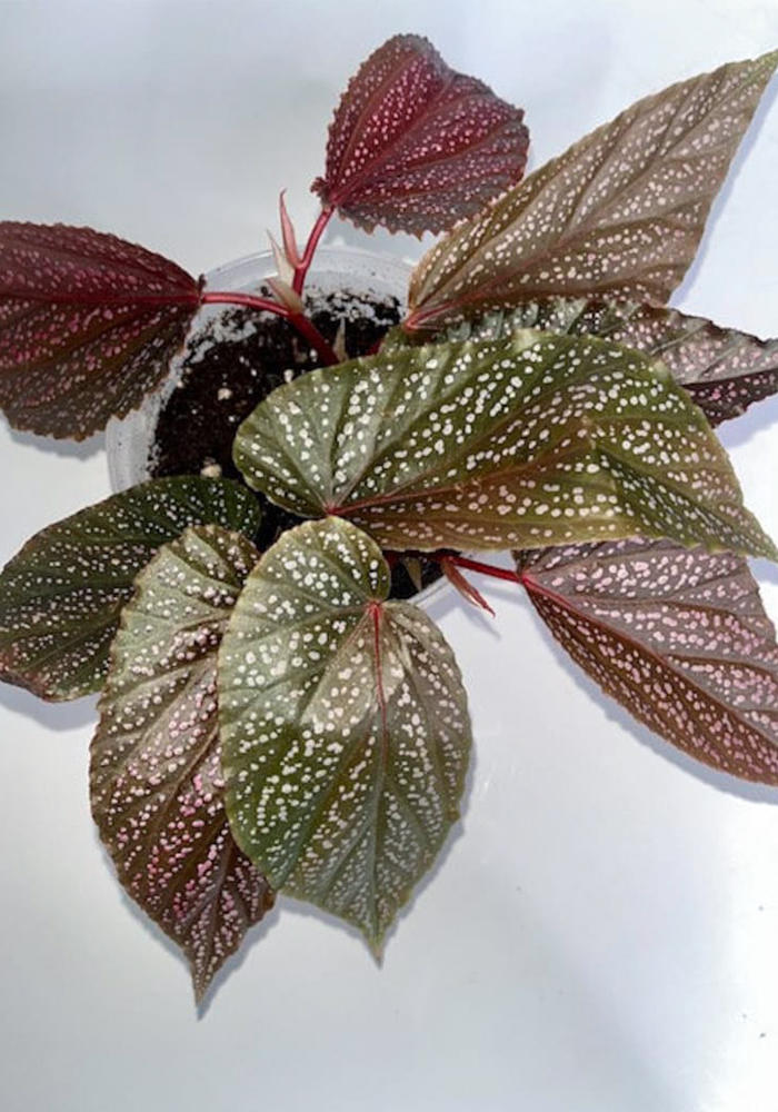 close-up detail of Angel Wing Begonia Benigo Pink Rooted Starter Plant live Begonia from Divine Roots