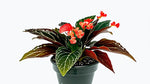growth pattern of Angel Wing Begonia Torch live Begonia from Divine Roots