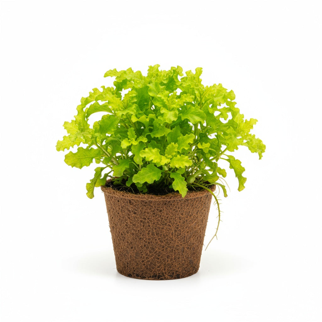 detail shot of Florida Ruffle “Green Hedge” (Alternanthera sp.) live houseplant from Divine Roots