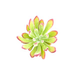 Echeveria Setosa Arrow live plant from Divine Roots — photo 2 of 11
