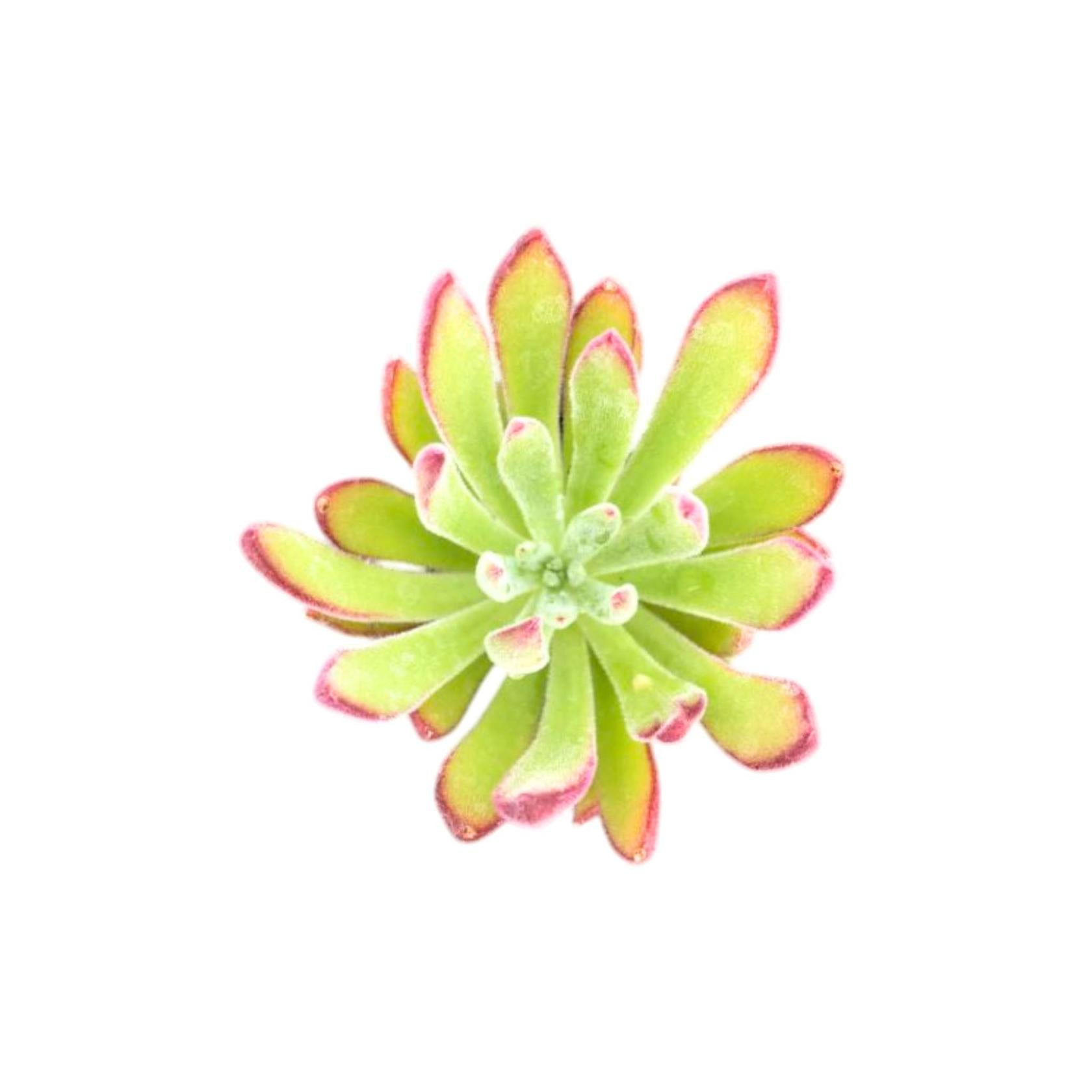 Echeveria Setosa Arrow live plant from Divine Roots — photo 2 of 11
