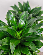 potted Janet Craig Pineapple Plant Dracaena Compacta live Dracaena from Divine Roots