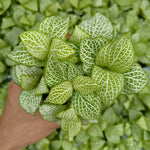 top view of Fittonia Lovers Rooted Starter Plant live houseplant from Divine Roots