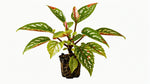 full view of Angel Wing Begonia Medora Rooted Starter Plant live Begonia from Divine Roots