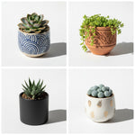 size reference for Succulents Assortment Rooted Starter Plant live succulent from Divine Roots