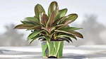 top view of Cordyline Coffee Compacta 6" White Eco Pot decorative planter from Divine Roots
