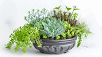 potted Succulents Trailing Assortment Rooted Starter Plant live succulent from Divine Roots