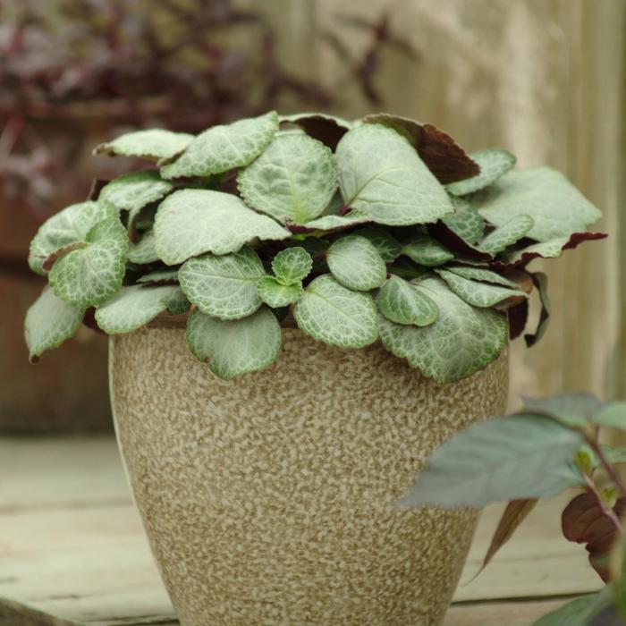 full view of Plectranthus Swedish Ivy Emerald Lace live trailing plant from Divine Roots