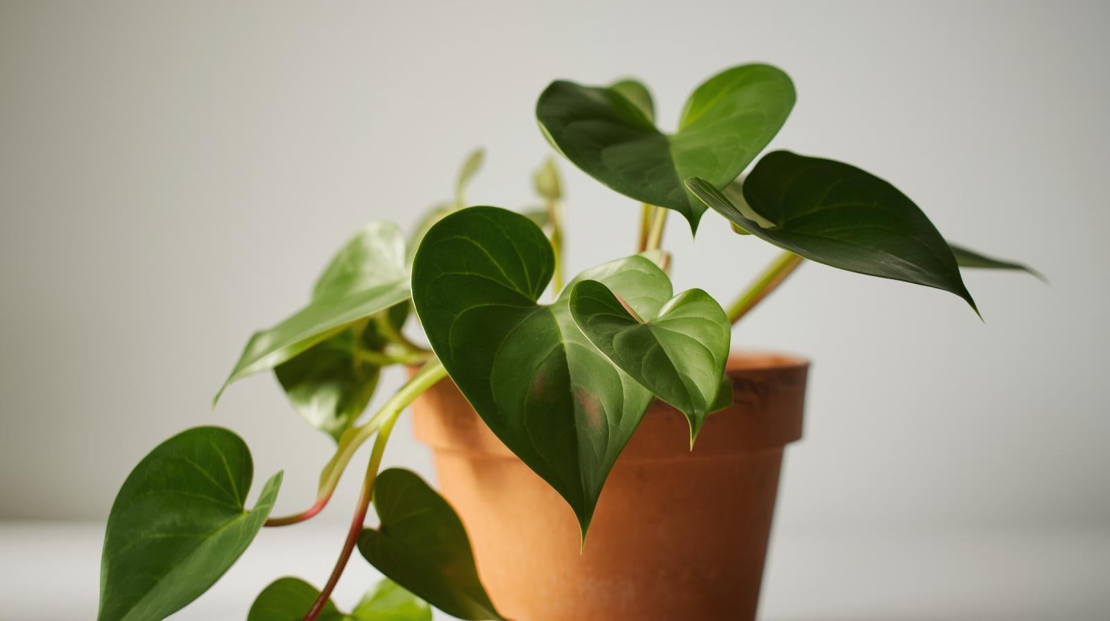 size reference for Philodendron Micans (Velvet-Leaf Philodendron) live Philodendron from Divine Roots