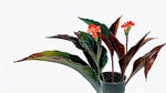 leaf detail of Angel Wing Begonia Torch live Begonia from Divine Roots