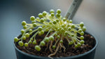 potted Senecio Rowleyanus String Of Pearls Rooted Starter Plant live succulent from Divine Roots