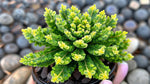 growth pattern of Sedum Acre Succulent live succulent from Divine Roots
