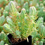 Sedum Reflexum Blue Spruce live plant from Divine Roots — photo 5 of 12