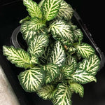 close-up detail of Fittonia Tiger Rooted Starter Plant live houseplant from Divine Roots