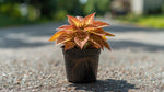 potted Coleus Smallwood Driveway Rooted Starter Plant live houseplant from Divine Roots
