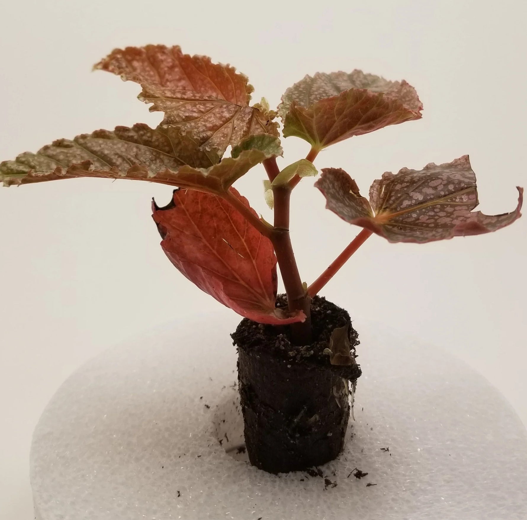 top view of Angel Wing Begonia Miss Mummy Rooted Starter Plant live Begonia from Divine Roots