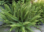 side profile of Emerald Queen Australian Sword Fern Rooted Starter Plant live fern from Divine Roots