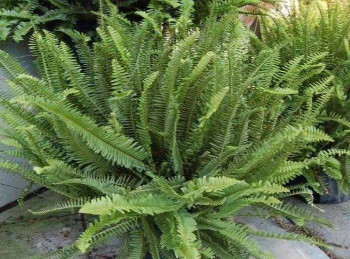side profile of Emerald Queen Australian Sword Fern Rooted Starter Plant live fern from Divine Roots