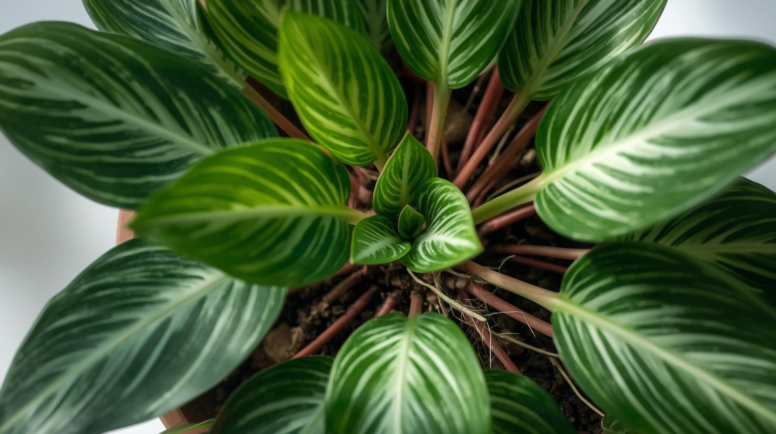 growth pattern of Calathea Freddie Rooted Starter Plant live prayer plant from Divine Roots
