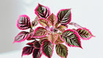 new growth on Coleus Meandering Linda live houseplant from Divine Roots