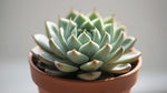 close-up detail of Echeveria Prolifica Succulent live succulent from Divine Roots