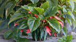 close-up detail of Angel Wing Begonia Torch Rooted Starter Plant live Begonia from Divine Roots