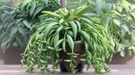 side profile of Senecio Radieans String Of Bananas Rooted Starter Plant live succulent from Divine Roots
