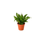 top view of Janet Craig Pineapple Plant Dracaena Compacta live Dracaena from Divine Roots
