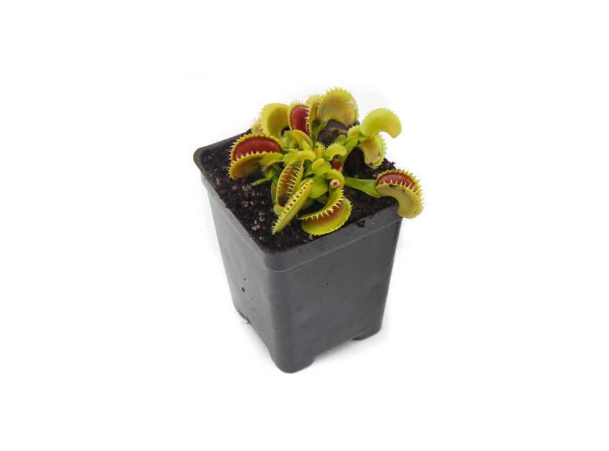 Venus Fly Trap w/Dome (Dionaea muscipula ‘Dente’) 3″ Pot decorative planter from Divine Roots