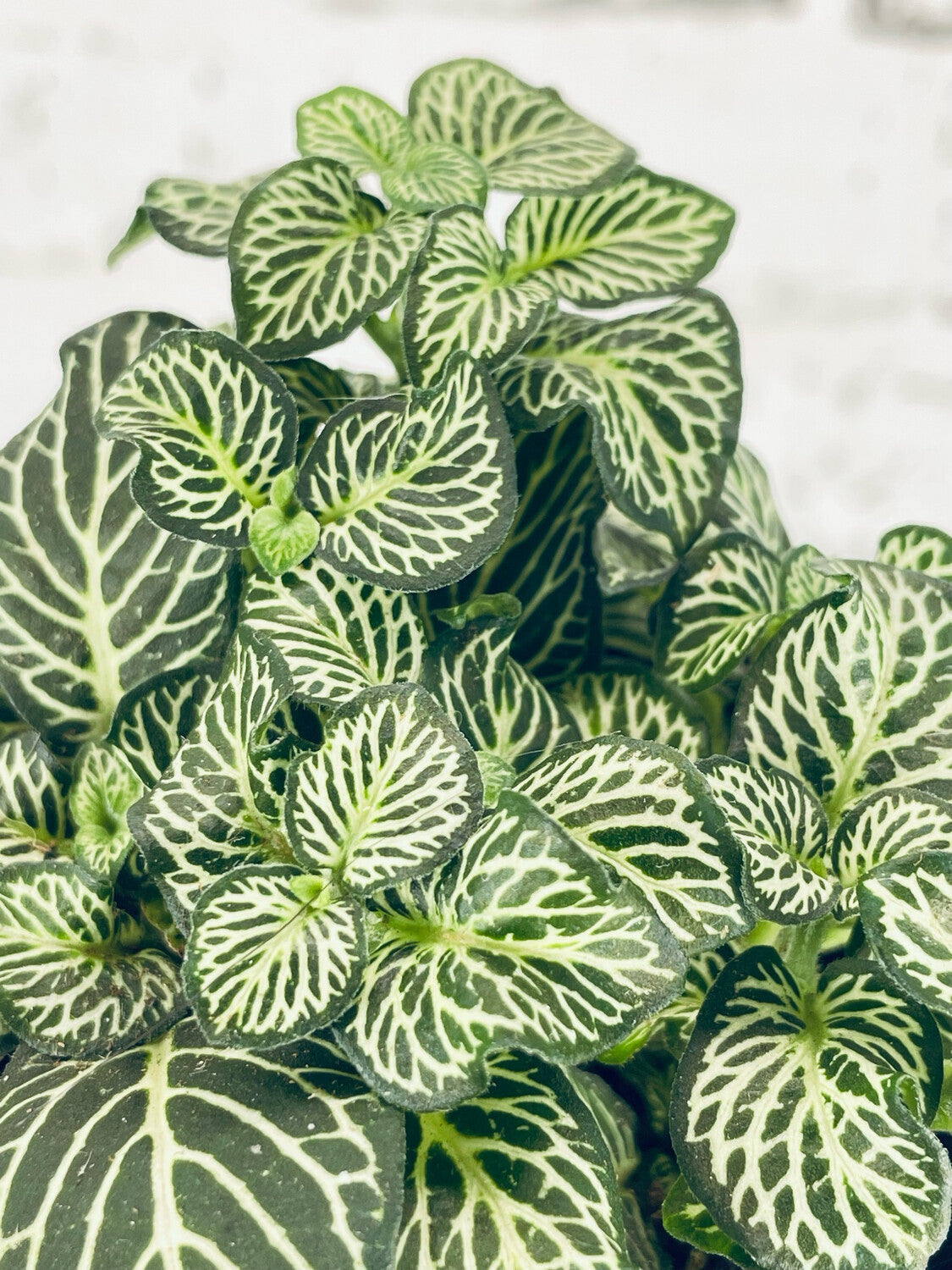 potted Fittonia Marble Queen Rooted Starter Plant live houseplant from Divine Roots