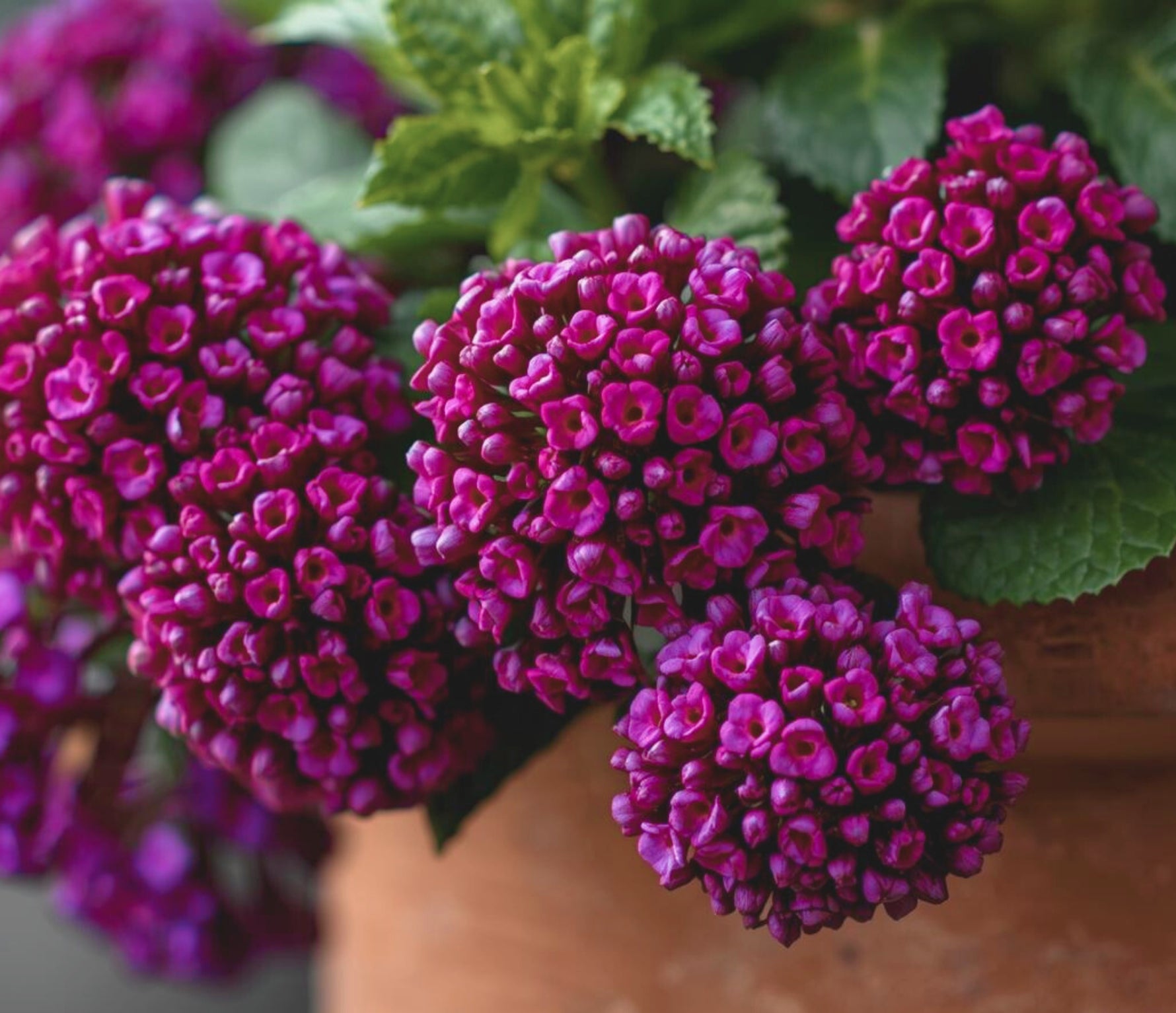 full view of Lantana 'Dark Purple' (Rooted Starter Plant) live houseplant from Divine Roots