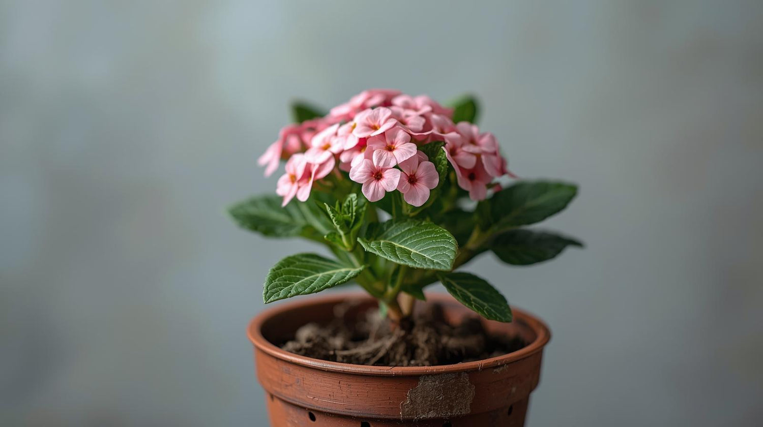 Lantana 'Blush Pink' (Rooted Starter Plant)