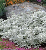 leaf detail of Artemesia Stellerinana Silver Brocade live houseplant from Divine Roots