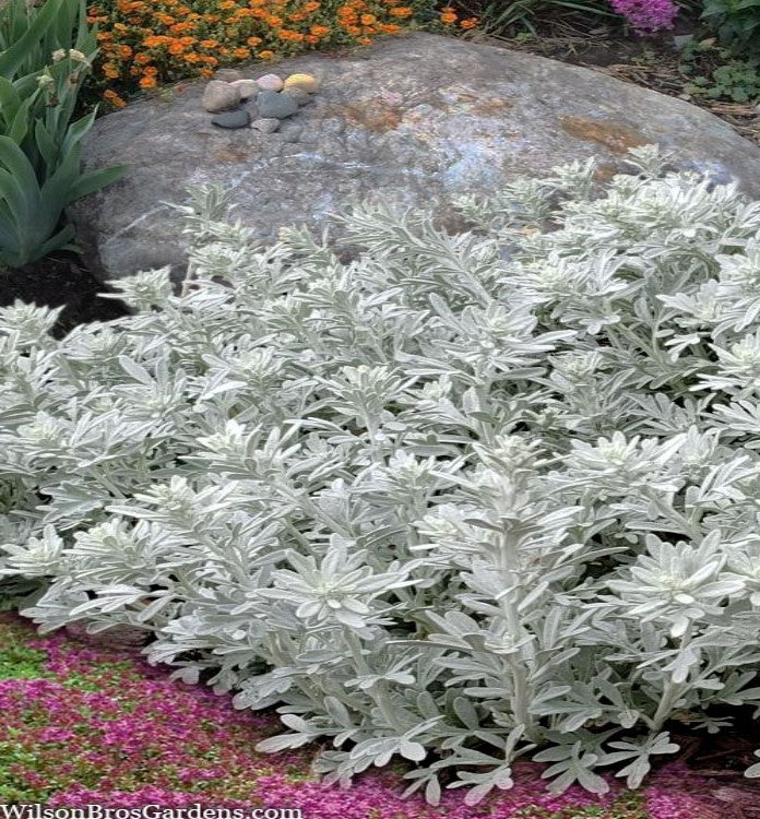leaf detail of Artemesia Stellerinana Silver Brocade live houseplant from Divine Roots