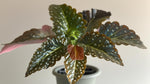 growth pattern of Angel Wing Begonia Fannie Moser Rooted Starter Plant live Begonia from Divine Roots