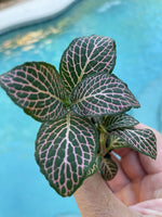 top view of Fittonia Mistral Rooted Starter Plant live houseplant from Divine Roots