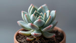 Echeveria Blue Elf Succulent live plant from Divine Roots — photo 10 of 10