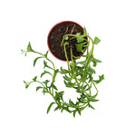 detail shot of Senecio Peregrinus String of Dolphins live succulent from Divine Roots