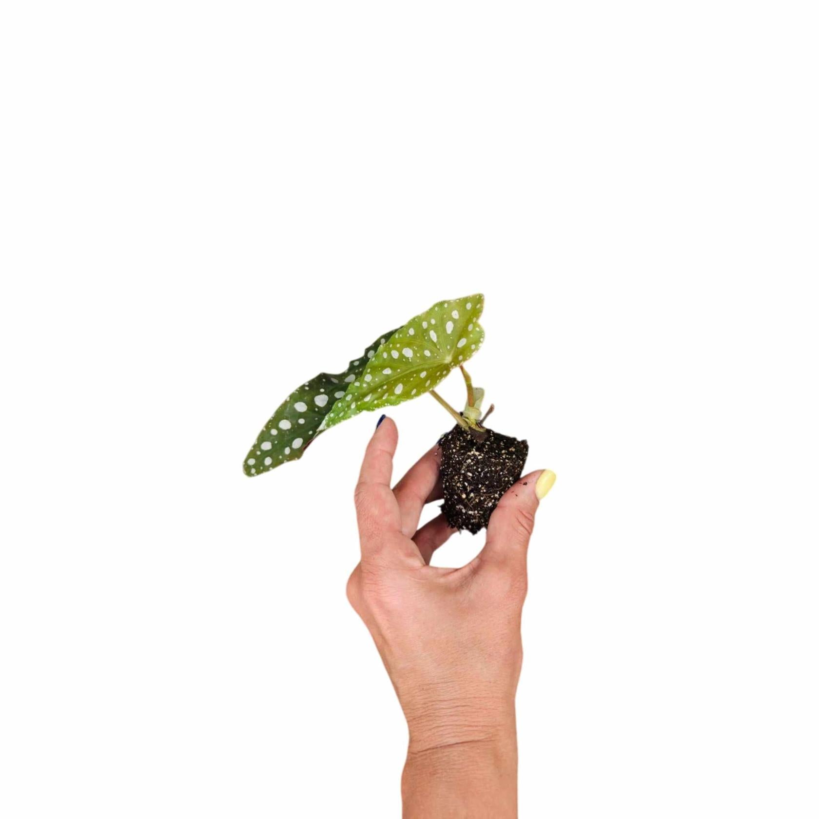 Angel Wing Begonia Maculata Rooted Starter Plant live Begonia from Divine Roots