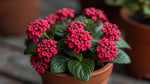 side profile of Lantana Dwarf Raspberry live houseplant from Divine Roots