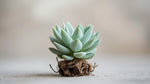 Echeveria Blue Elf Succulent live plant from Divine Roots — photo 3 of 10
