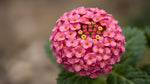potted Lantana Wagon Wheel Pink live houseplant from Divine Roots