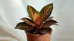 close-up detail of Aglaonema Red Vein live Aglaonema from Divine Roots