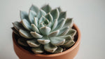 potted Sempervivum Silverine Succulent Rooted Starter Plant live succulent from Divine Roots