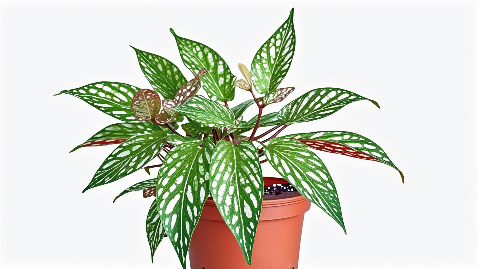 size reference for Angel Wing Begonia Medora live Begonia from Divine Roots
