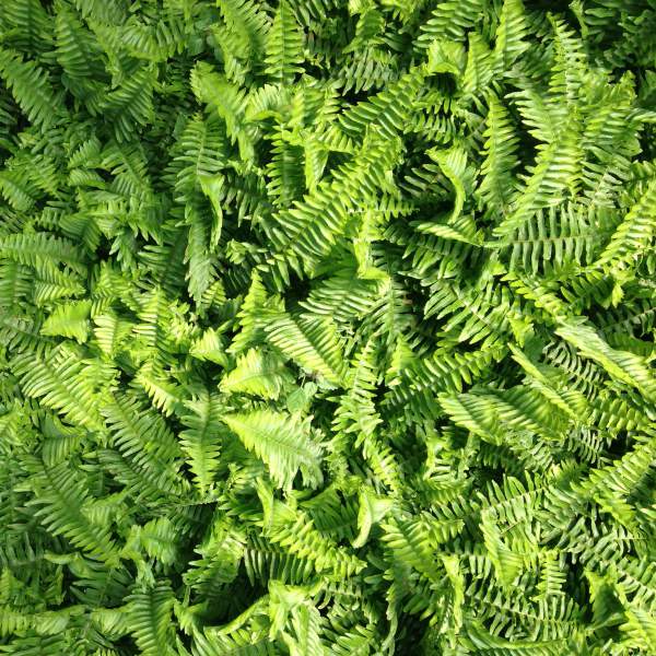 close-up detail of Emerald Queen Australian Sword Fern Rooted Starter Plant live fern from Divine Roots