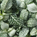 potted Fittonia Terrarium Builder Bundle - 4 Assorted Rooted Plants live plant bundle from Divine Roots