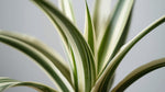 leaf detail of Chlorophytum Spider Reverse live spider plant from Divine Roots